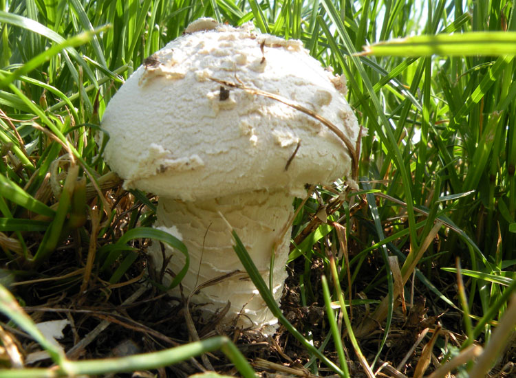 Agaricus?